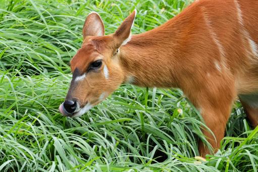 シタツンガ シタツンガ,アフリカ,ウシ目の写真素材