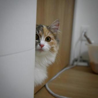 Cat 12, JPG Cat 12, JPG