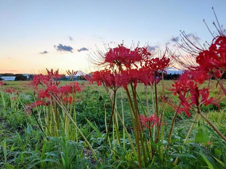 夕暮れの田んぼと彼岸花 夕暮れの田んぼと彼岸花 彼岸花,ヒガンバナ,田んぼの写真素材