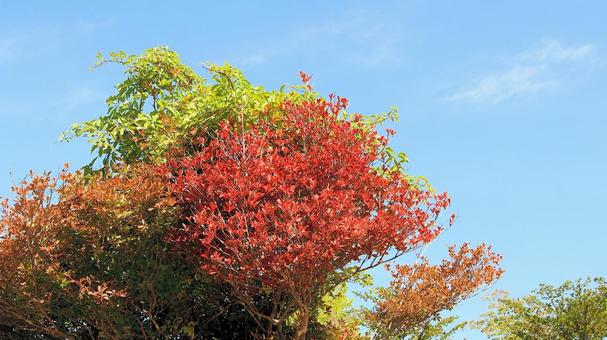 鮮やかに色づいたドウダンツツジの葉 鮮やかに色づいたドウダンツツジの葉の写真