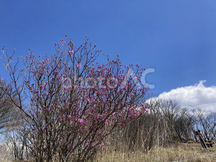 美し森のツツジ 美し森,清里,山梨県の写真素材