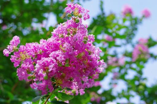 サルスベリ 百日紅 ピンクの花 サルスベリ 百日紅 ピンクの花の写真