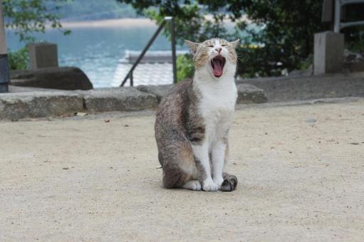 cat, JPG cat, JPG