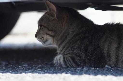 ねこ ねこ にゃんこ,可愛い,野良猫の写真素材
