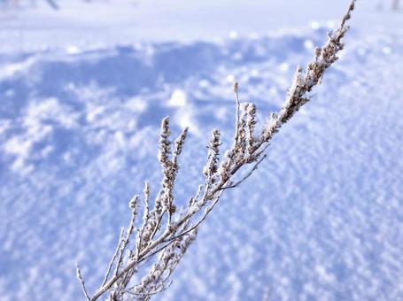 雪の中の植物 雪の中の植物の写真