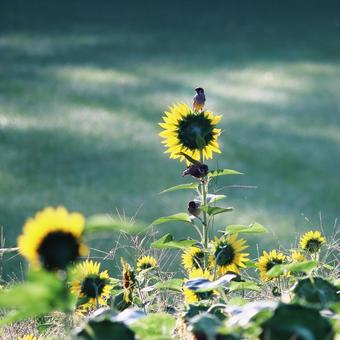 Sunflower and sparrow, JPG Sunflower and sparrow, JPG