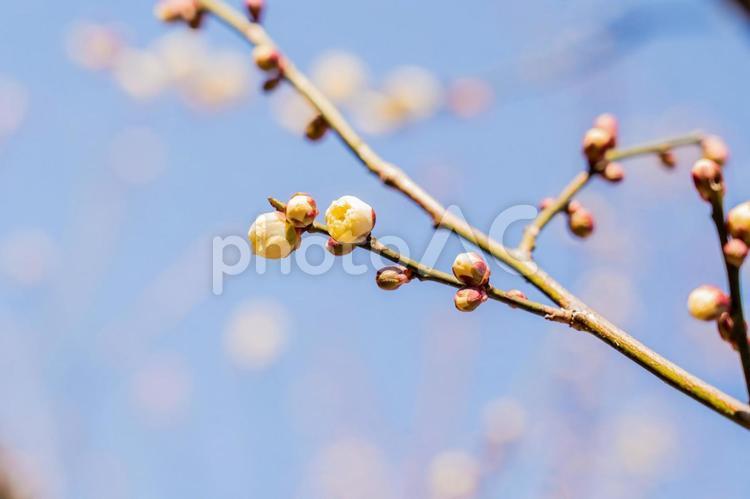 まだつぼみ状態の梅の木の白い花 梅,蕾,つぼみの写真素材