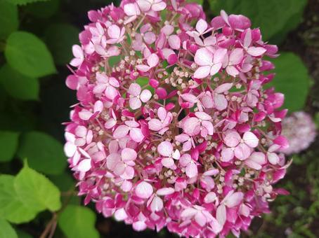 紫陽花 紫陽花 紫陽花,アジサイ,あじさいの写真素材