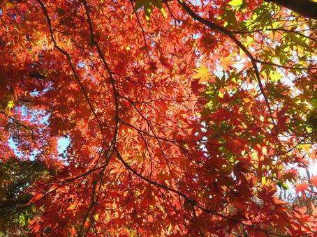 背景用秋の紅葉 紅葉,秋,１１月の写真素材
