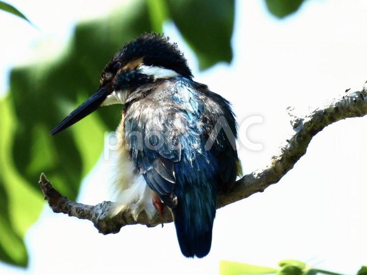 高い枝から魚を狙うカワセミ 鳥,野鳥,カワセミの写真素材