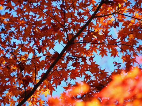 紅葉 秋 日本 自然 風景 紅葉 秋 日本 自然 風景 もみじ,秋,四季の写真素材