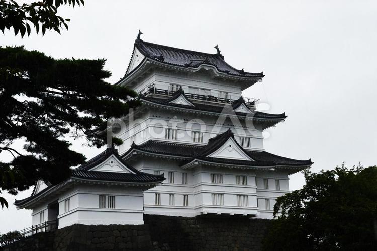 小田原城の天守閣 小田原城,天守閣,木陰の写真素材
