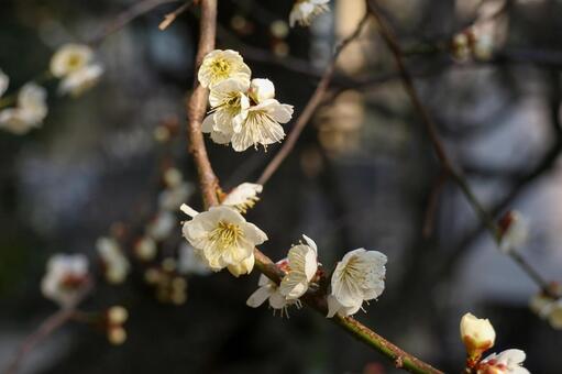優しく咲く白梅の花 梅,白梅,花の写真素材
