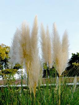 大船FCの草地に生えるパンパスグラス パンパスグラス,穂,植物の写真素材