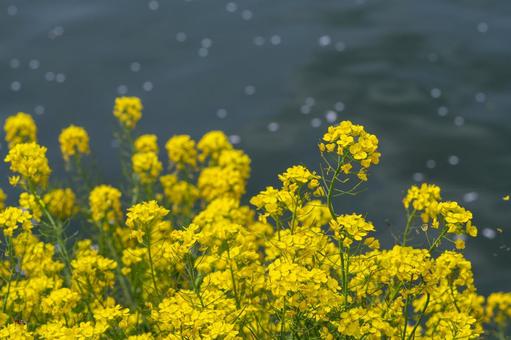 満開の菜の花 満開の菜の花 菜の花,水辺,黄色の写真素材