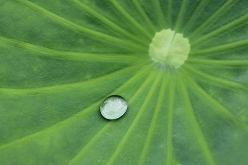 蓮の葉と水滴の特写 蓮の葉と水滴の特写の写真