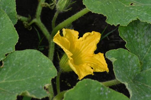 Pumpkin flowers blooming in the family's field, JPG Pumpkin flowers blooming in the family's field, JPG
