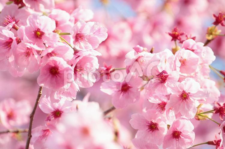 桜11 桜,さくら,花の写真素材