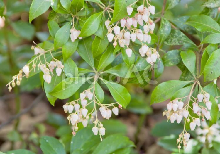 春の花木-馬酔木（アセビ）2 花,馬酔木,木の写真素材