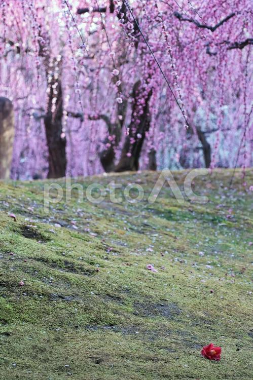 春の京都旅行のイメージ 春,旅,旅行の写真素材