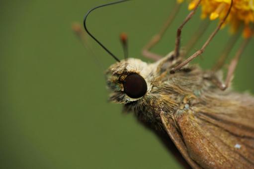 コセンダングサの蜜を吸うチャバネセセリ コセンダングサの蜜を吸うチャバネセセリの写真