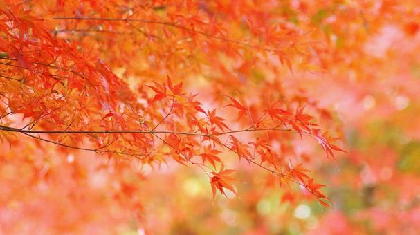 紅葉-1026 モミジ,紅葉,赤の写真素材