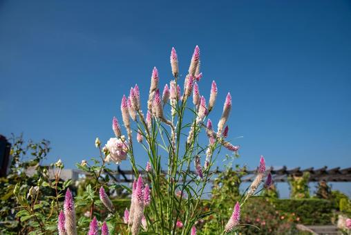山下公園ローズガーデンのノゲイトウ　2 ノゲイトウ,白,ピンクの写真素材