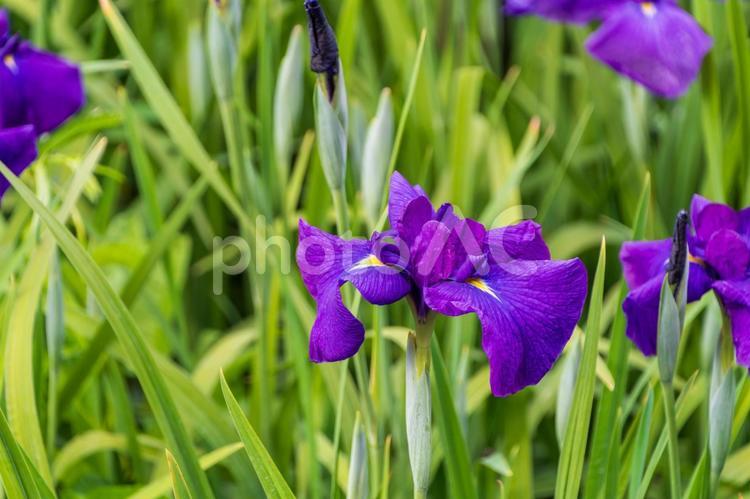 鮮やかに咲く紫の花菖蒲 花菖蒲,紫,花の写真素材