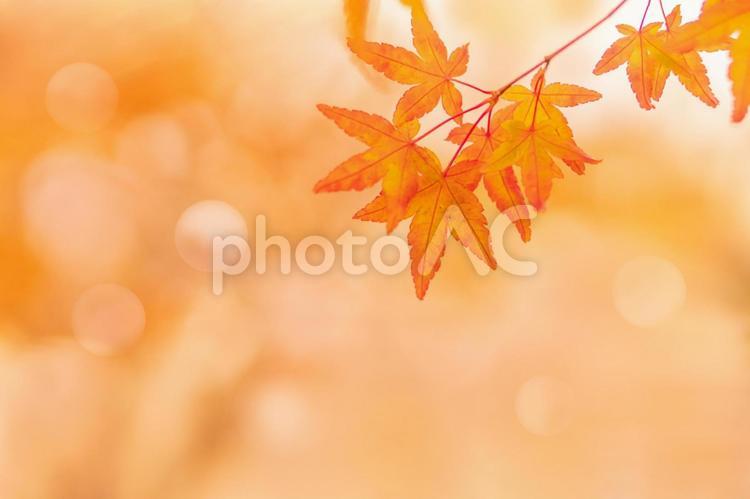赤く染まるモミジの背景 秋,紅葉,モミジの写真素材