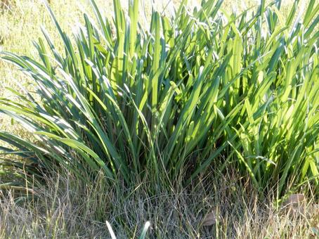 【彼岸花の写真】彼岸花の葉 彼岸花,葉,葉っぱの写真素材