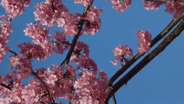 桜 02 桜 02の写真