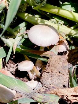 キノコ キノコ キノコ,茸,柄の写真素材