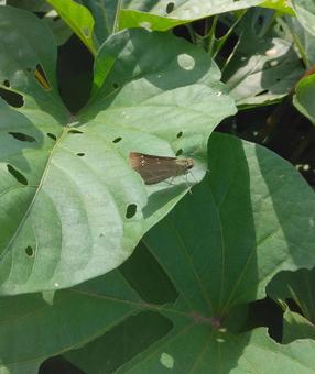 チャバネセセリ チャバネセセリ,蝶,虫の写真素材
