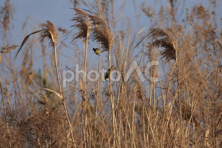 葦とメジロ 葦,メジロ,鳥の写真素材