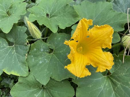 かぼちゃの花とつぼみ かぼちゃの花とつぼみ かぼちゃ,南京,花の写真素材