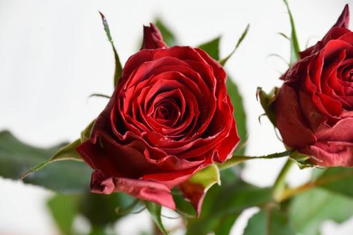 赤い薔薇 赤,ばら,薔薇の写真素材