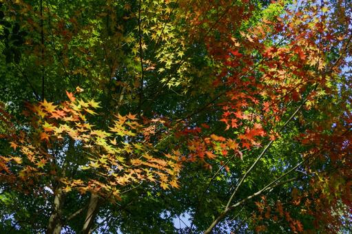 さまざな色彩の写真