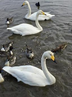 白鳥と鴨 白鳥と鴨 白鳥,ハクチョウ,カモの写真素材