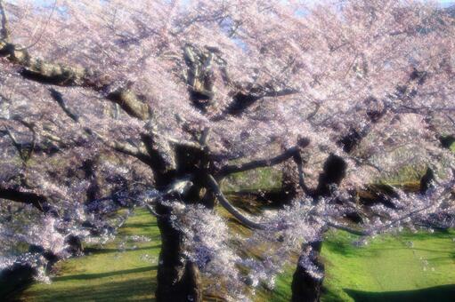 桜 ソフトフォーカス 桜 ソフトフォーカス 桜,ソフトフォーカス,桜木の写真素材