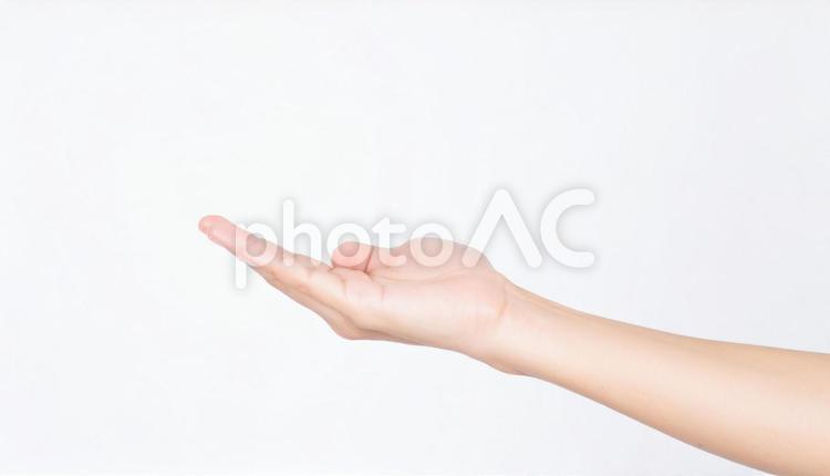 白背景に手　案内　貰う　感謝 手のひら,こちらへ,すくうの写真素材