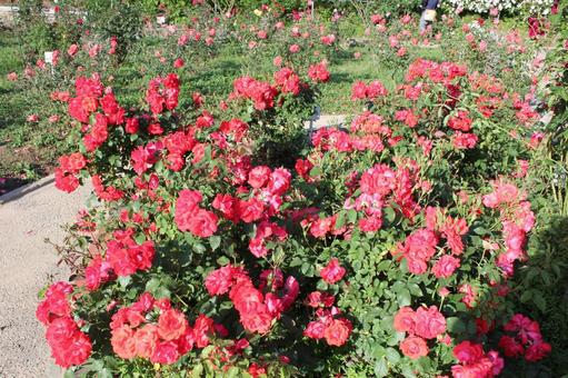 ばら282 ばら282 バラ,rose,初夏の写真素材