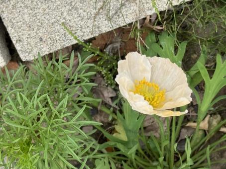 花 花の写真