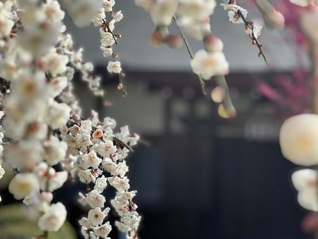 梅 梅の写真