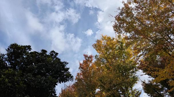 秋の景色 秋の景色,木々,空模様の写真素材