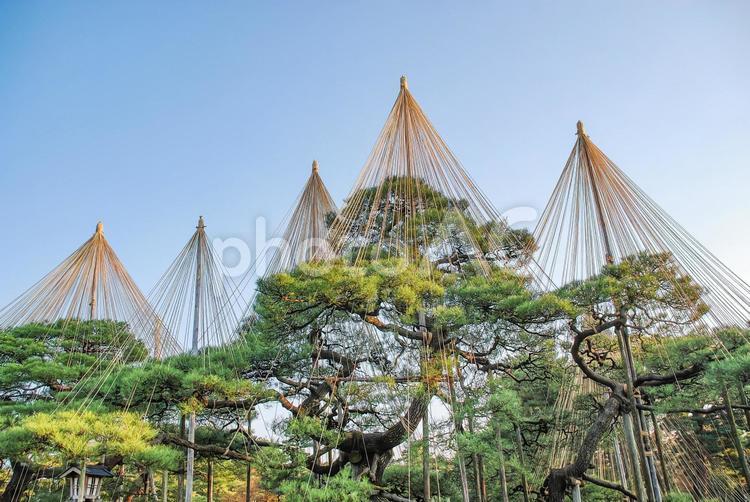 金沢兼六園 唐崎松の巨大な雪吊り（石川） 兼六園,日本庭園,和風の写真素材