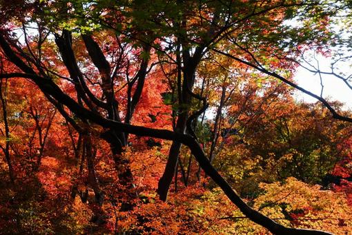 紅葉 紅葉の写真