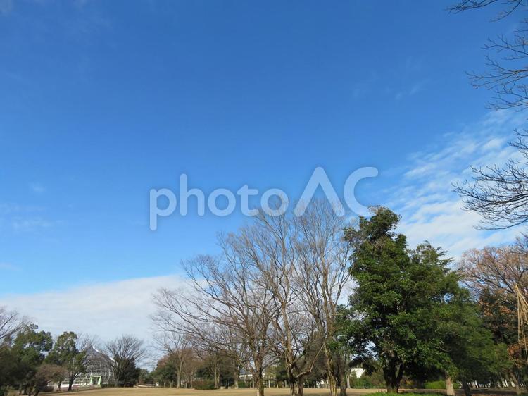青空と白い雲　福井県総合グリンセンター 空,青空,空と雲の写真素材