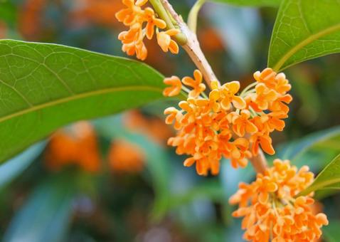 キンモクセイ2 金木犀,キンモクセイ,秋イメージの写真素材