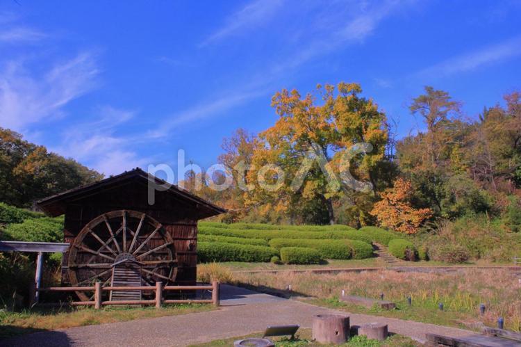 田舎の秋の風景 田舎,秋,田舎の風景の写真素材