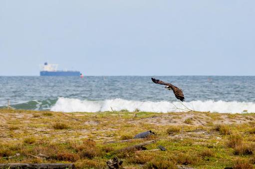 ミサゴ(127) 鳥,ミサゴ,ウオタカの写真素材